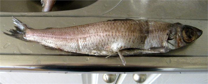 Greater Silver Smelt