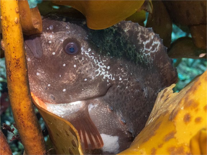 Lumpfish