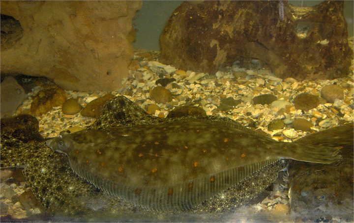 European Plaice