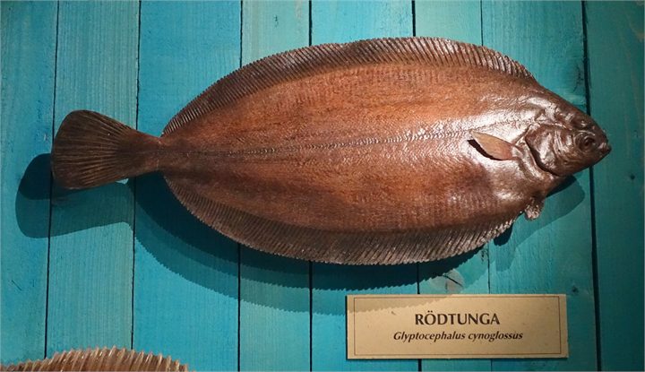 Witch Flounder