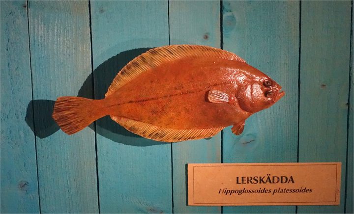 American Plaice