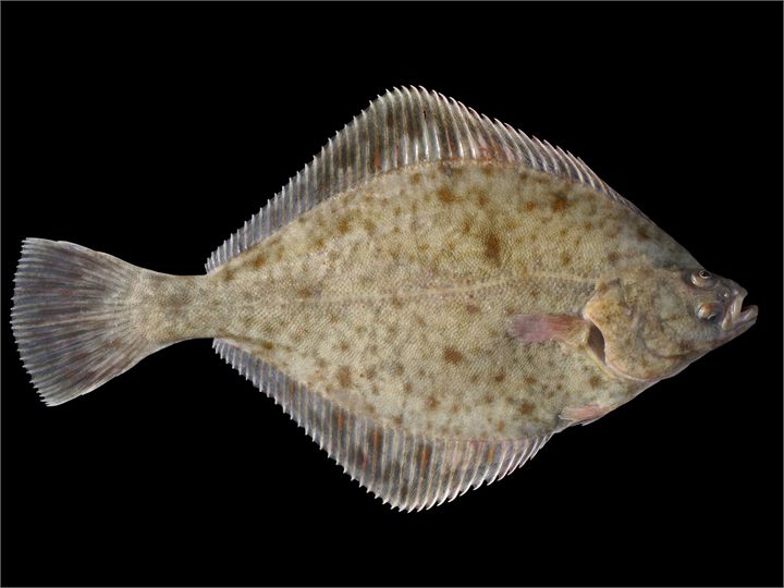 European Flounder