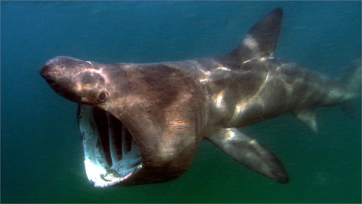 Basking Shark