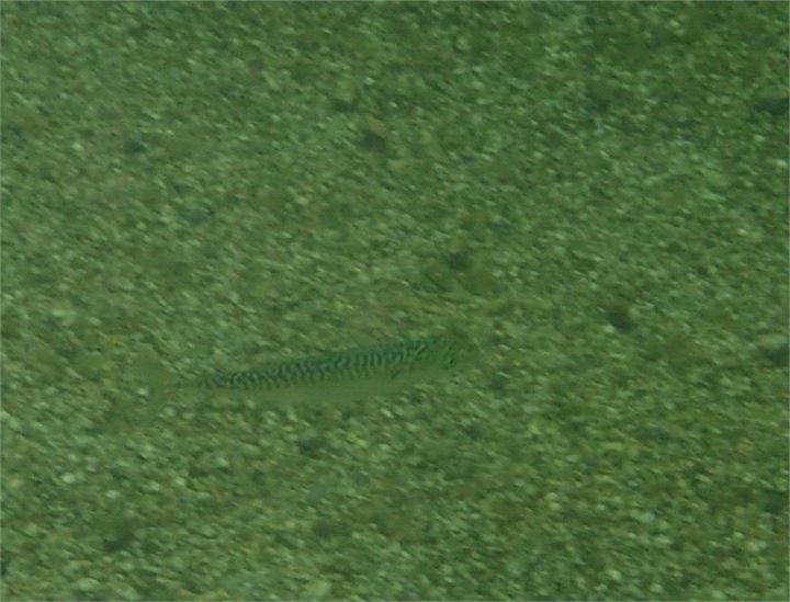 Atlantic Mackerel