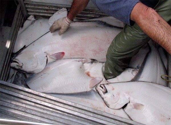 Atlantic Halibut