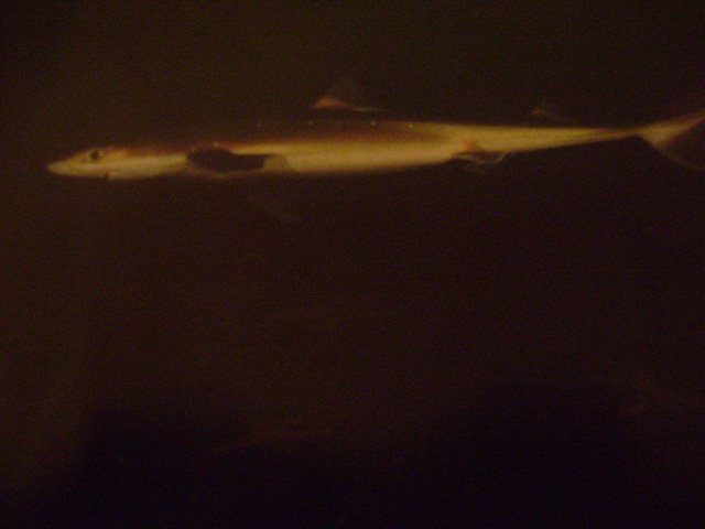 Spiny Dogfish