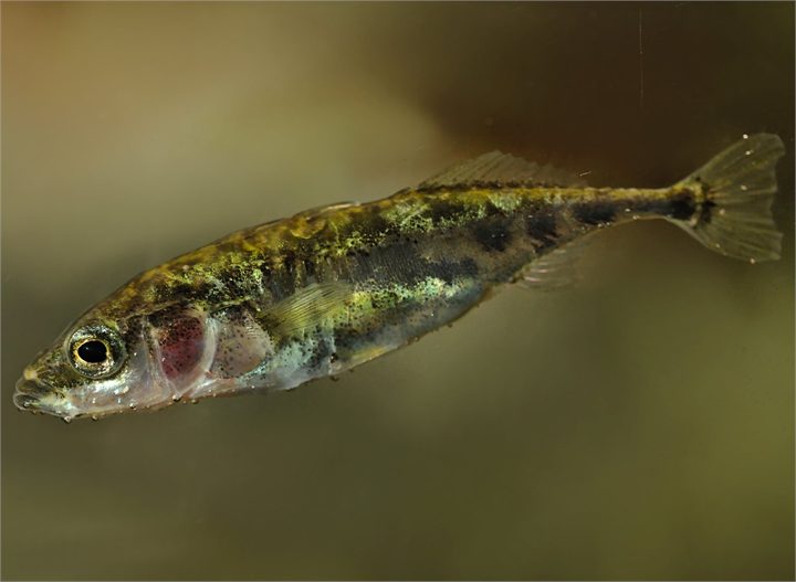 Three-spined Stickleback