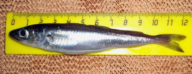 Blue Whiting