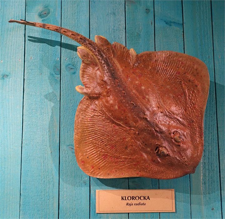 Thorny Skate