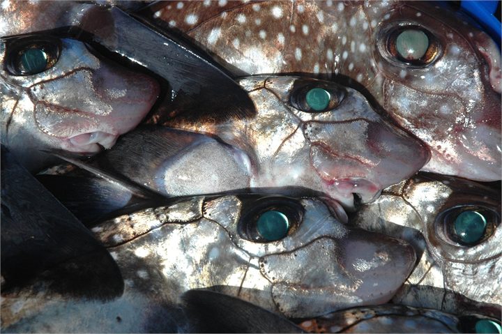 Rabbit Fish