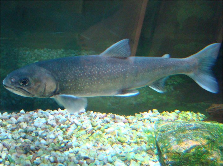 Arctic Char