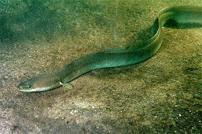 European Eel