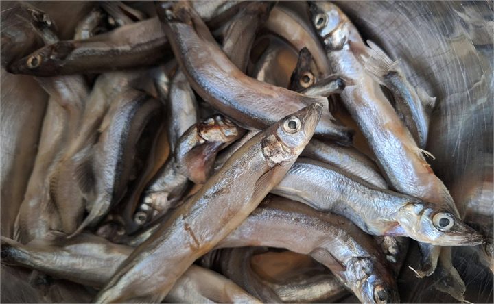 Capelin
