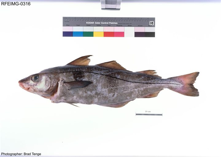 Haddock