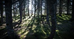 Hallormsstaðaskógur Forest