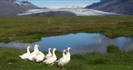 Tjaldstæði Lambhús