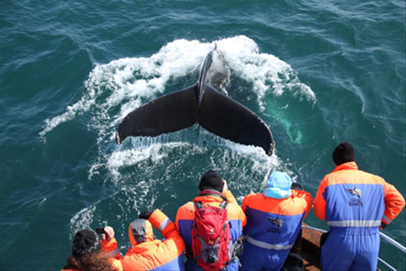 Gentle Giants Whale Watching