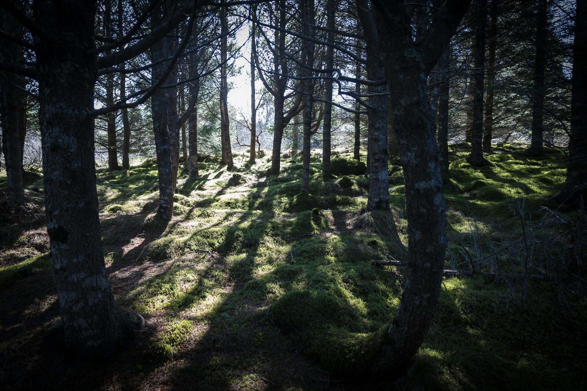 Hallormsstaðaskógur