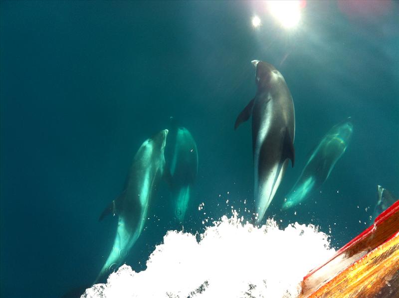 Arctic Sea Tours Whale Watching