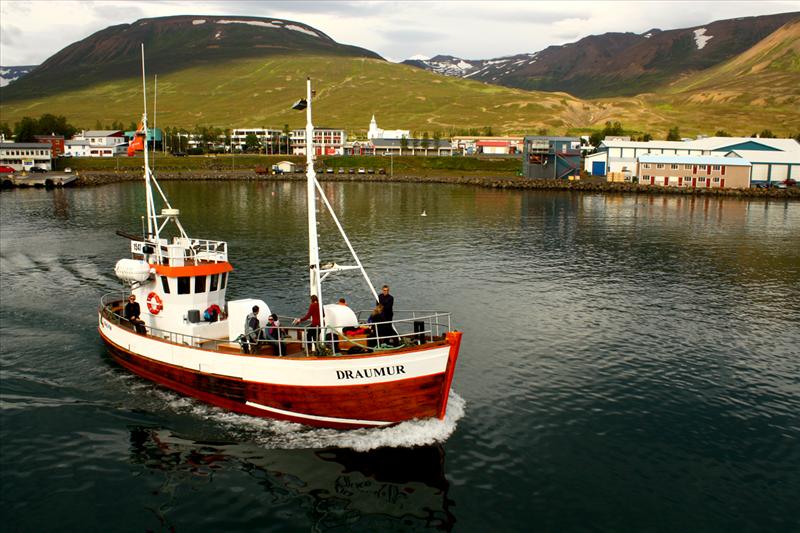 Arctic Sea Tours Whale Watching
